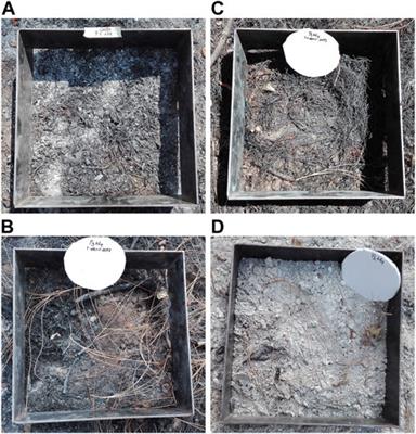 Soil Burn Severities Evaluation Using Micromorphology and Morphometry Traits After a Prescribed Burn in a Managed Forest